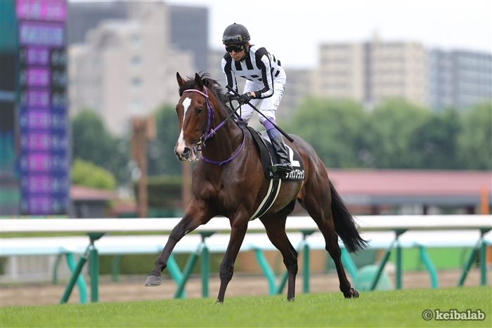 ブラックホーク たてがみ　馬　競走馬　jra ブラックホーク｜名馬メモリアル｜競馬情報ならJRA-VAN