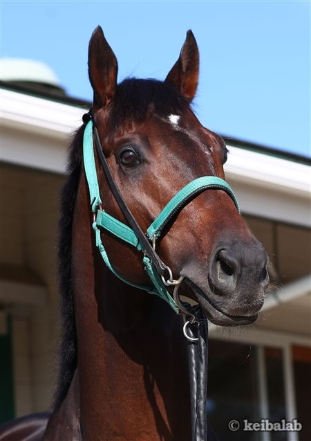 キセキ 成長の軌跡示した毎日王冠の好走 菊花賞馬が復権誓う 中竹和也厩舎の清山宏明調教助手 競馬ラボ キセキ 成長の軌跡示した毎日王冠の好走 菊花賞馬が復権誓う 中竹和也厩舎の清山宏明調教助手 競馬ラボ