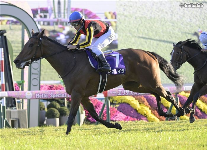 ニャンタロウ - Nyan Taro - 競走馬データベース | 競馬ラボ